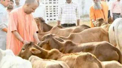 How Uttar Pradesh is bringing Gen Z into cow protection