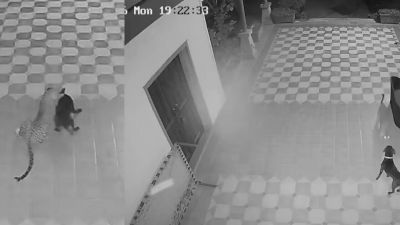 Pet dog battles leopard at MNS ex-MLA’s brother’s farmhouse in Thane, forces it to flee