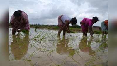 Jharkhand to rope in Fasal Rakshaks to aid farmers, prevent crop damages