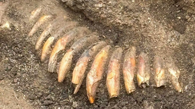 Archaeologists were excavating a Roman cemetery in Poland when they found a much older man buried with two decapitated human heads, 42 animal teeth and a battle axe