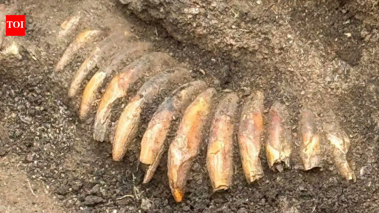Roman cemetery dig reveals Stone Age man buried with 2 skulls, 42 teeth and an axe