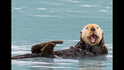 Sea otters returned to a polluted California estuary in 1984; eelgrass expanded 600%, while marsh-edge erosion later slowed by 69% on average