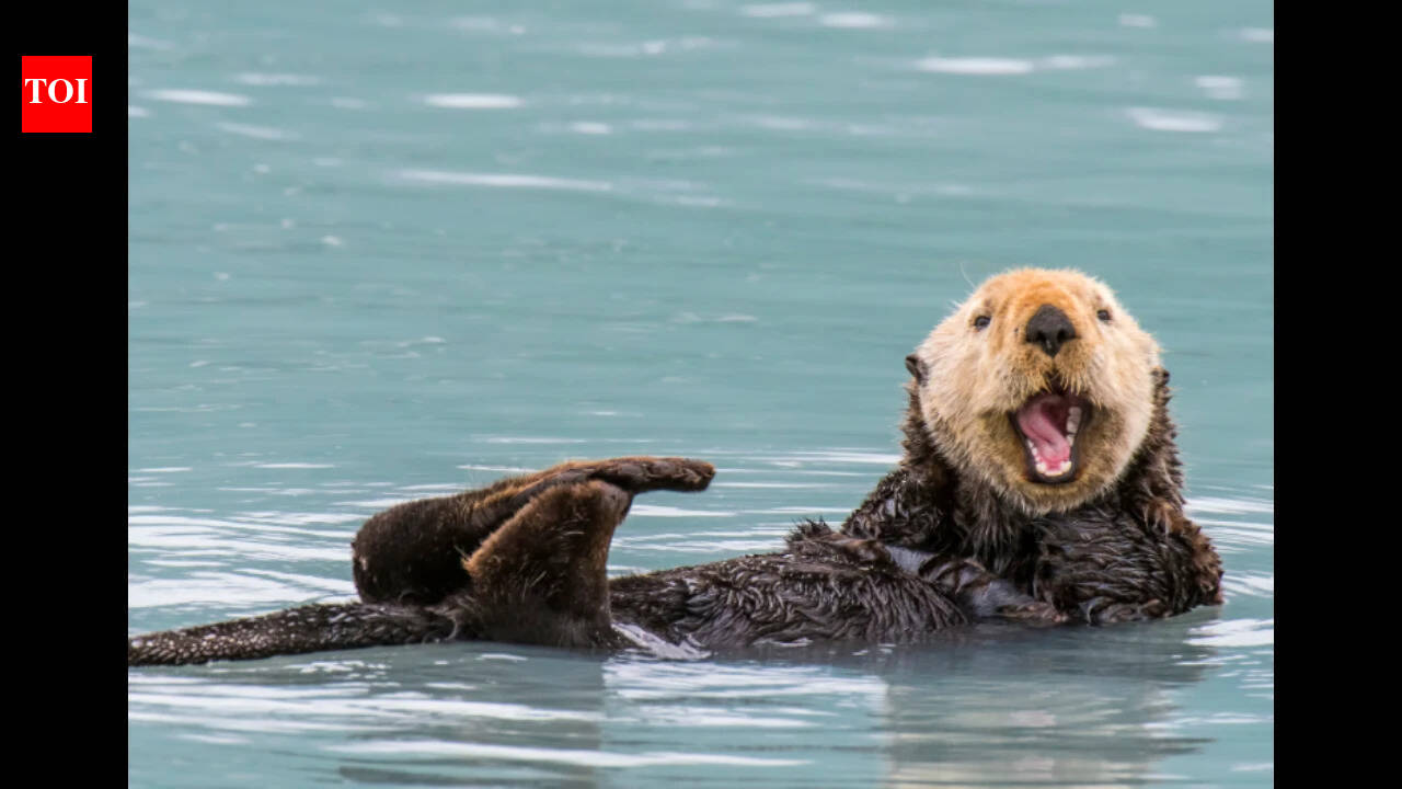 Sea otters returned to a California estuary; eelgrass expanded 600%, marsh-edge erosion slowed 69%