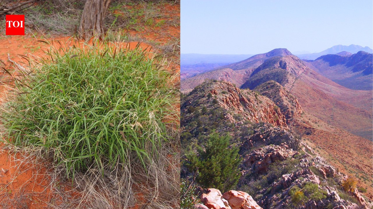 From the 1920s, Australia deliberately planted African buffel grass for cattle feed and erosion control; it invaded desert habitats and helped fires burn more than 100,000 ...