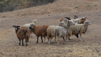 In 1980, conservationists began eradicating feral sheep to restore California's Santa Cruz Island; by 1987 numbers fell from 21,500 to under 100, then 12 lambs were rescued to save the breed