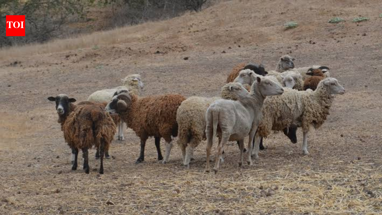 In 1980, conservationists began eradicating feral sheep to restore California's Santa Cruz Island