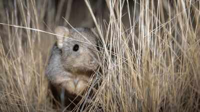 Australia brought digging mammals back to an 8,000-hectare sanctuary; 8 years later, scientists found they had reshaped underground insect communities