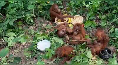 WCCB to probe appearance of endangered orangutans in Balasore forest