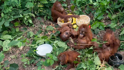 5 ‘lost’ baby orangutans found in Odisha forest