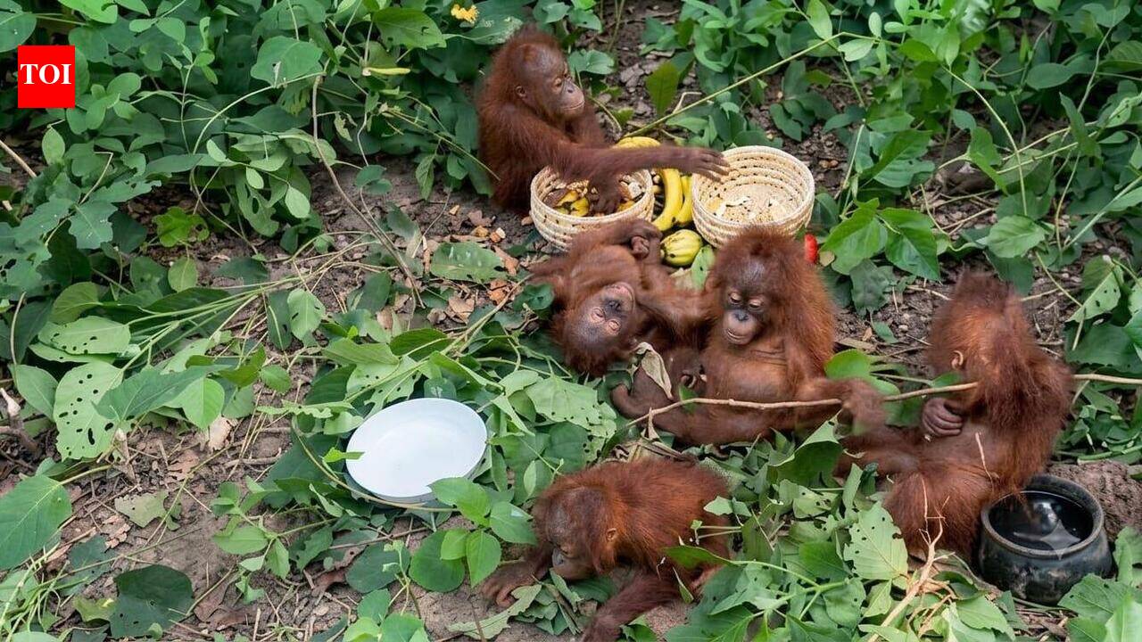 5 baby orangutans found swinging from trees in Balasore forest, trafficking suspected