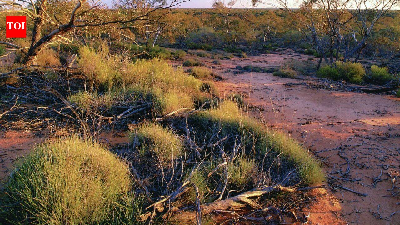 Australia brought digging mammals back to an 8,000, hectare sanctuary; 8 years later, scientists found they had reshaped underground insect communities
