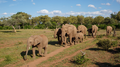 Why do elephants visit the same graves? The fascinating mystery behind their behaviour