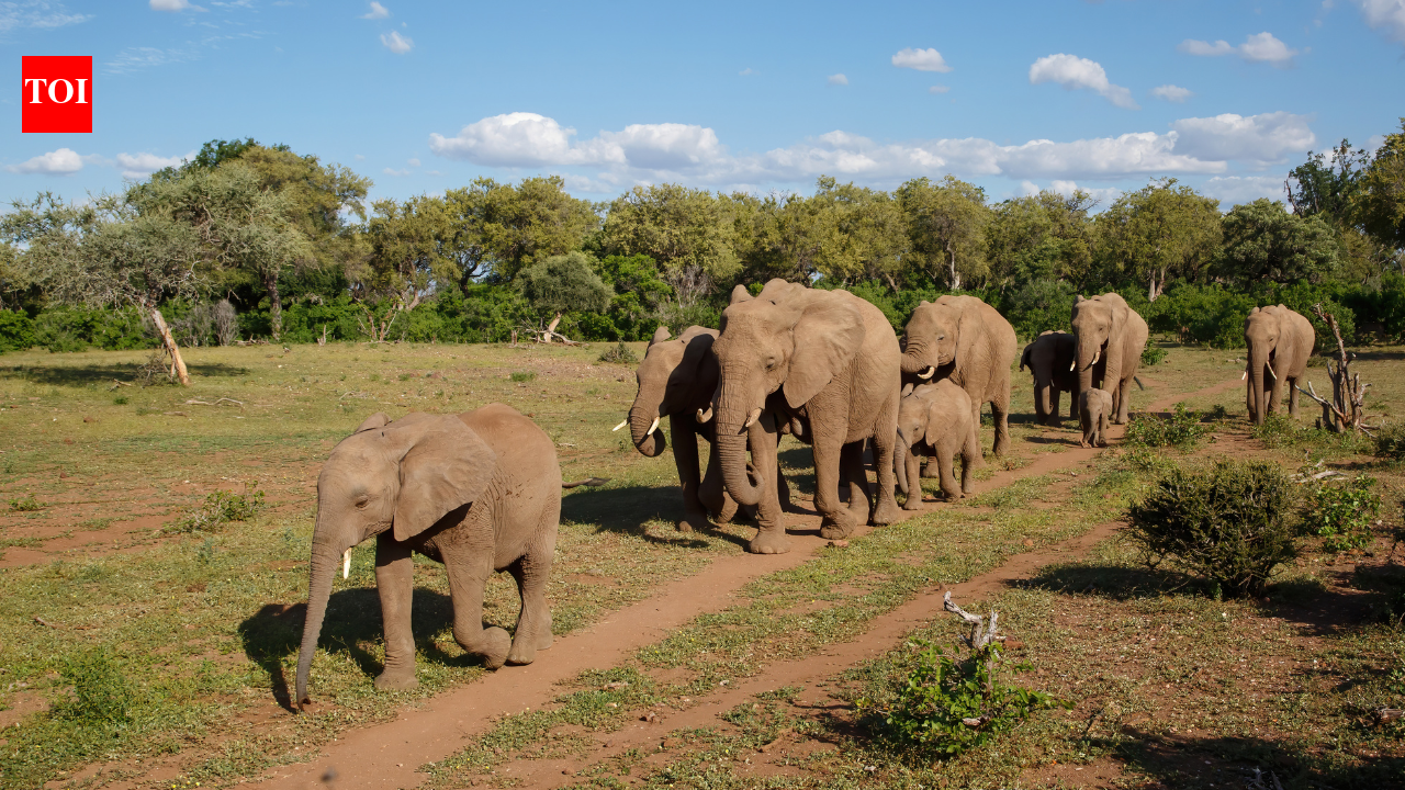 Why do elephants visit the same graves? The fascinating mystery behind their behaviour