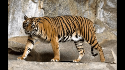 Four cattle killed by suspected tiger near Ooty
