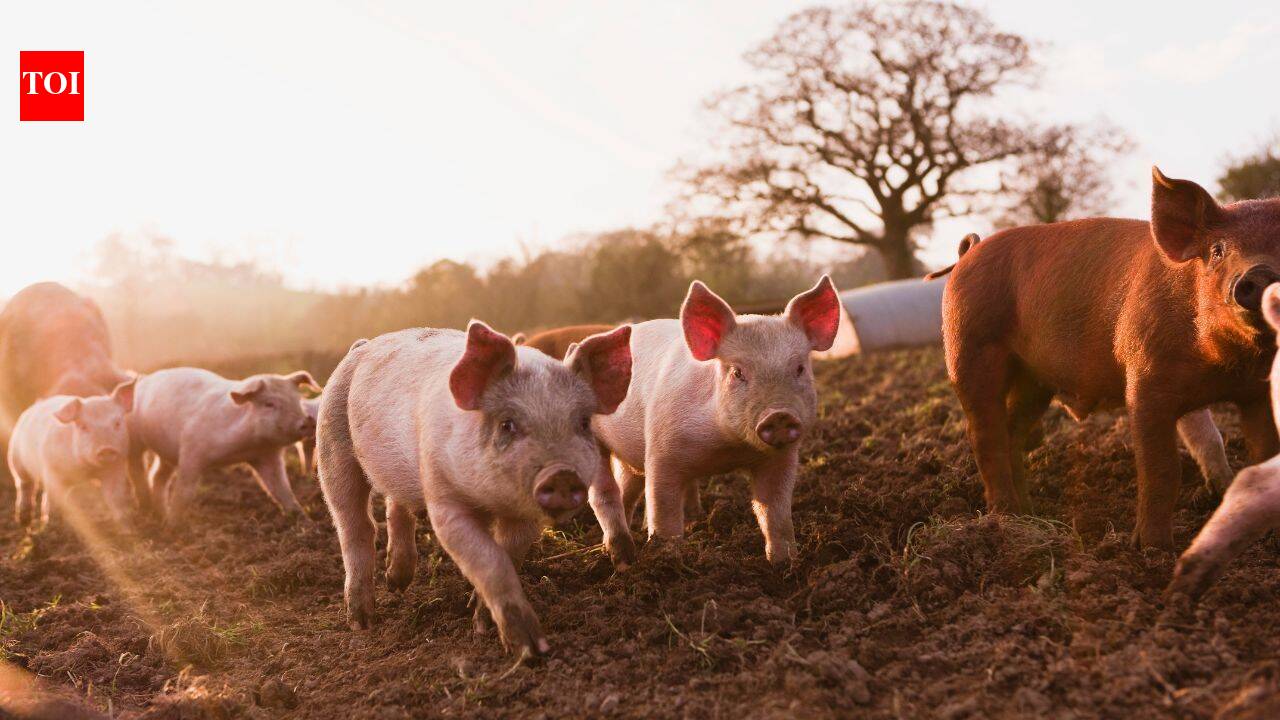17 pigs rescued before New Zealand island’s feral population was eradicated