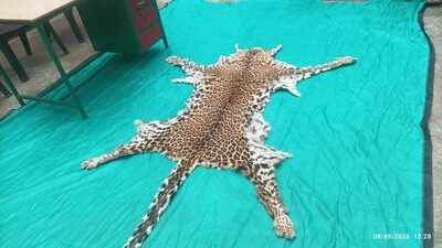 Leopard skin seized in Jeypore; trafficker held