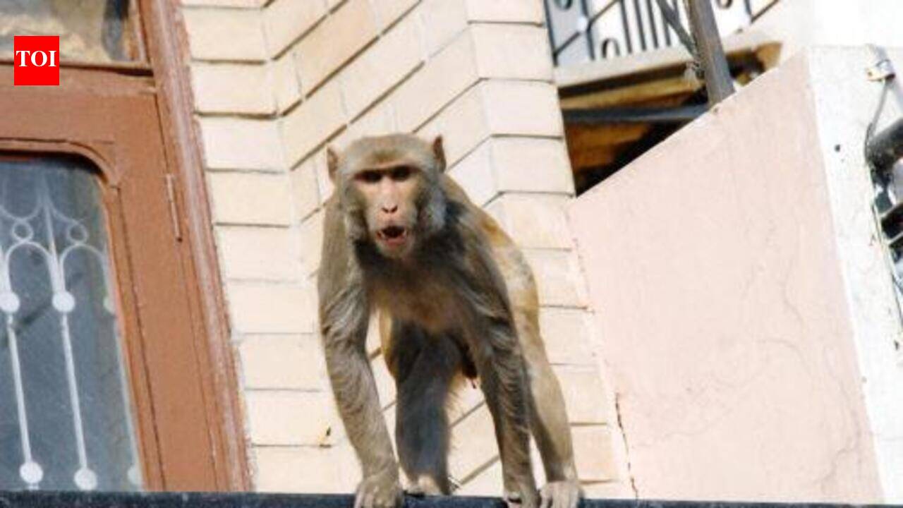 Monkey attacks man making momos in Fatehabad, bites off part of ear