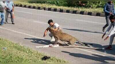 Injured leopard attacks forest watcher during rescue operation on NH-48 near Davanagere