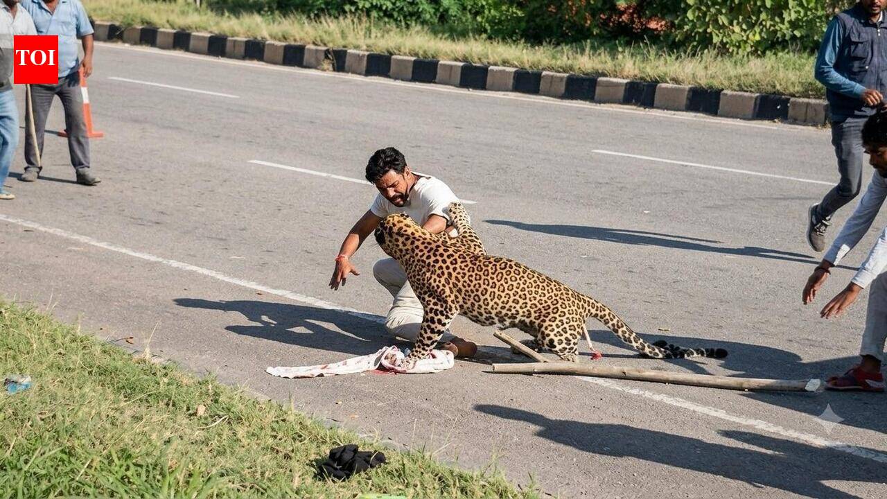 Injured leopard attacks forest watcher during rescue operation on NH-48 near Davanagere