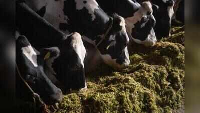 Dairy farmers claim bovine breeding rules will hurt sector