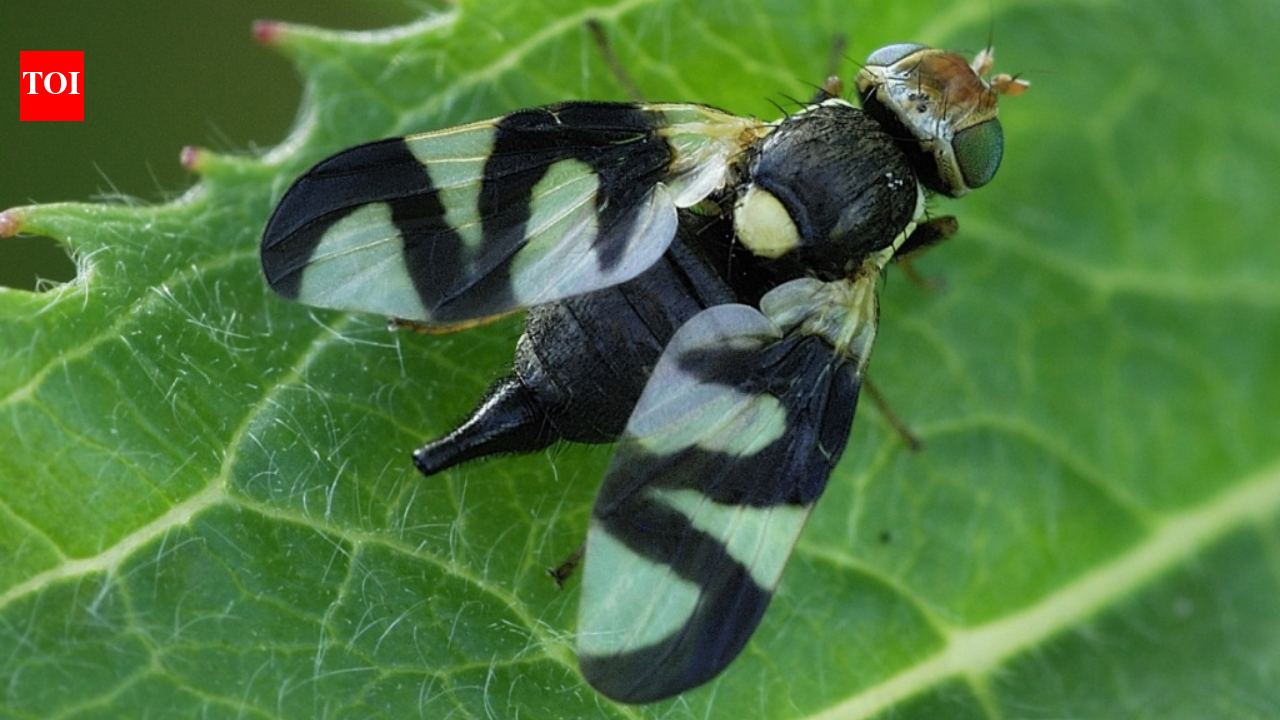In 1973, Montana released a gall fly to control spotted knapweed; decades later...