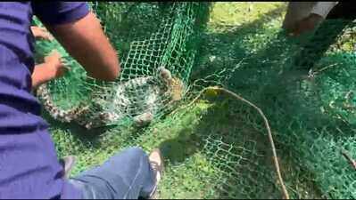 Leopard strays into Kota park, rescued after 3 hours