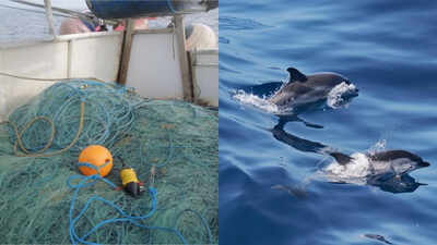 Underwater sensors caught a rare event off Cornwall: one porpoise became trapped in a net while two animals exchanged possible distress calls