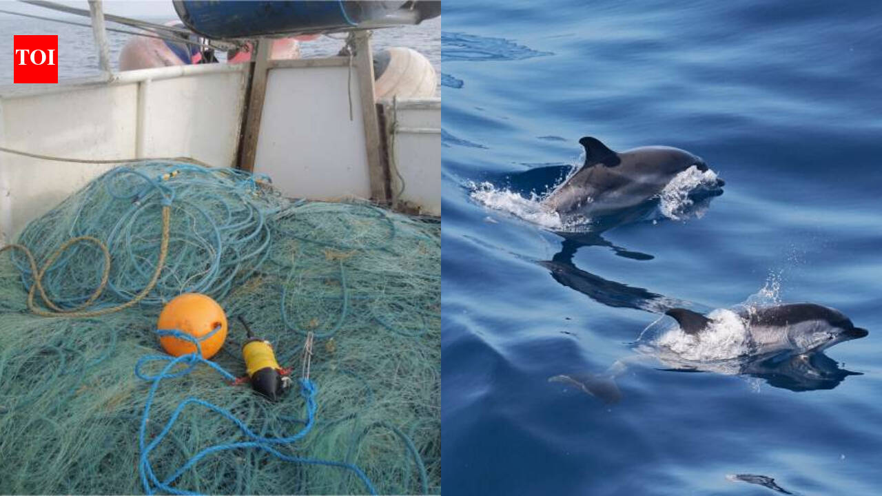 Underwater sensors capture porpoises’ rare distress calls off Cornwall