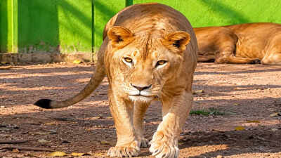 One-month-old lion cub found dead in Amreli farm