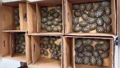 Man held for smuggling 180 star tortoises in trolley bag in Bengaluru’s Gandhinagar