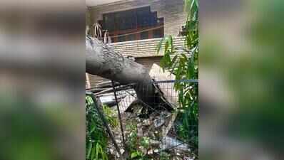 None to prune them, tree branches become a hazard during rains