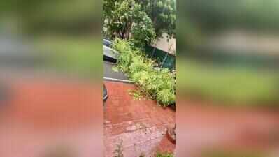 None to prune them, tree branches become a hazard during rains