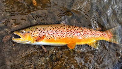 In 1864, Tasmania introduced brown trout from England for sport; 162 years later, conservationists are creating trout-free havens for a native fish with only about 6,000 left