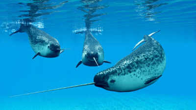 A narwhal can grow a single 10-feet tooth through its upper lip; scientists used 3D X-rays and 3 particle accelerators to discover how nature's only straight tusk stays straight