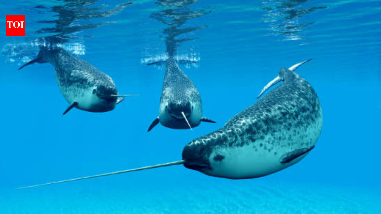 How narwhals keep their 10-feet tusks remarkably straight