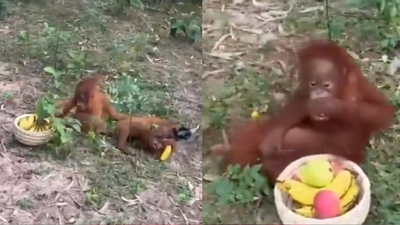Five baby orangutans found abandoned in Odisha forest during routine patrolling by forest officials: How did the non- native species get there?