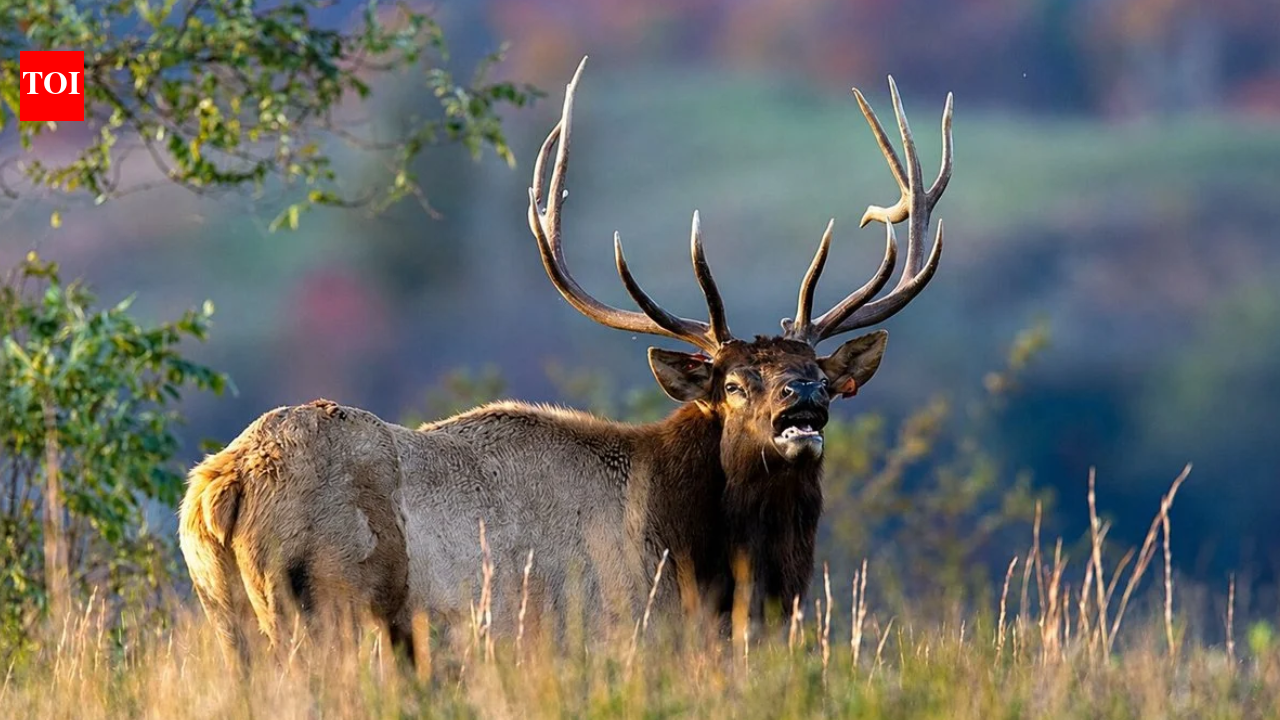 Elk Herd Roaming Farther: Reintroduced West Virginia animals test new range; tourism tours expand