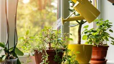 Can AC water be used for plants? How to safely reuse household water in your garden