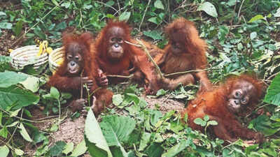 Orangutans in Odisha: How did apes not native to India end up in Balasore forest