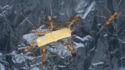 Can aluminium foil keep ants away from your kitchen? The viral hack explained