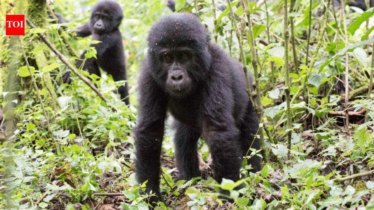 Ugandan communities plant 4,053 trees to rebuild a wildlife buffer near Bwindi