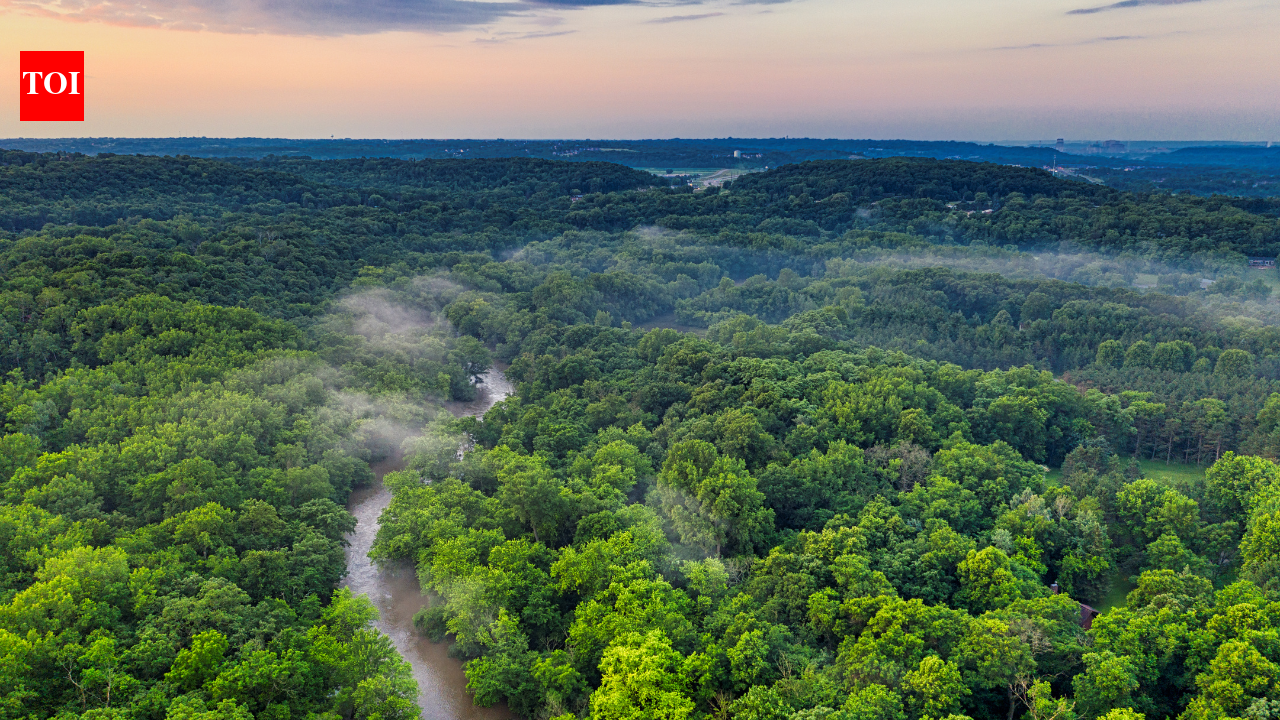 Denmark's forests: plantations store carbon, wild growth wins diversity