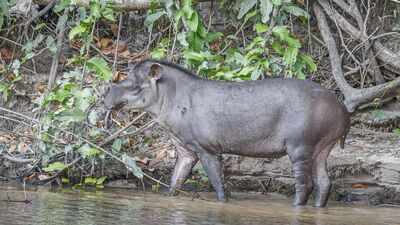 Brazil restored a former cattle landscape with native trees; decades later, lowland tapirs returned after disappearing for 100 years