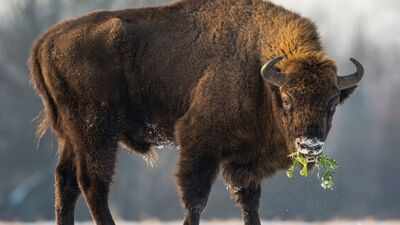 In 1987, Kansas brought 30 bison back to Konza Prairie; 29 years later, native plant richness had risen 103% locally and 86% across catchments