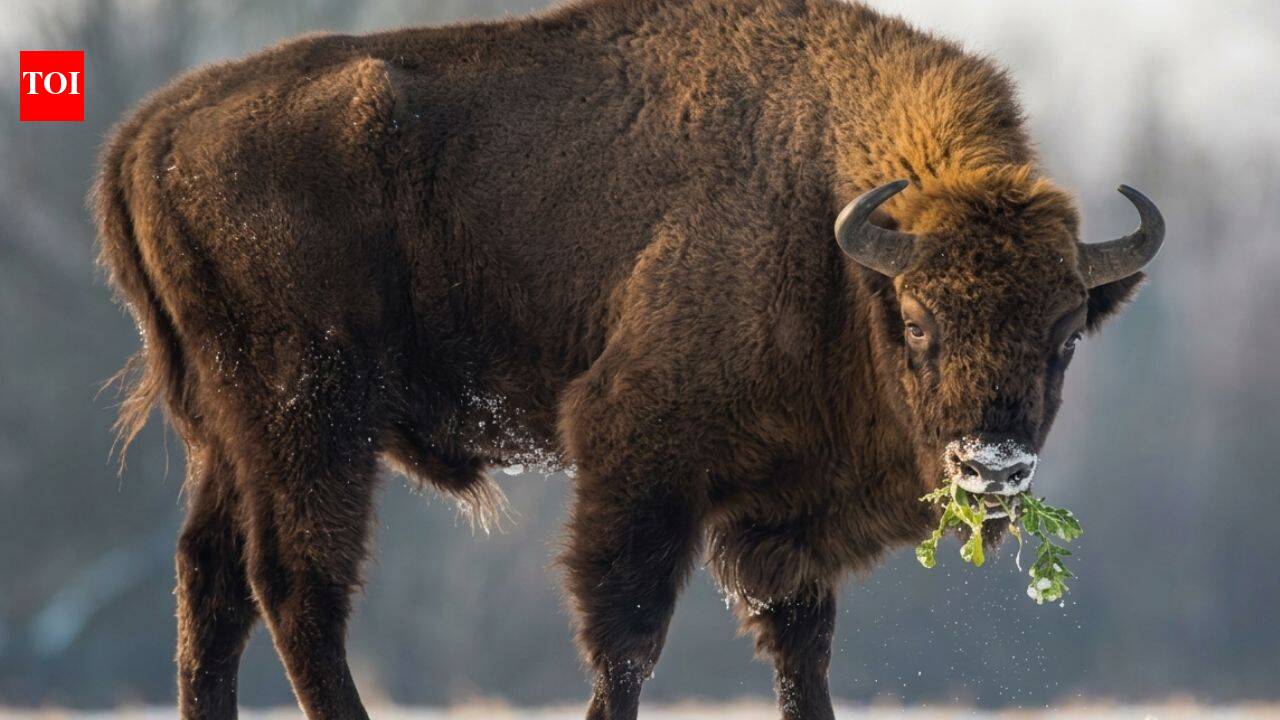 In 1987, Kansas brought bisons back to Konza Prairie; 29 yrs later, native plant richness rose 103%