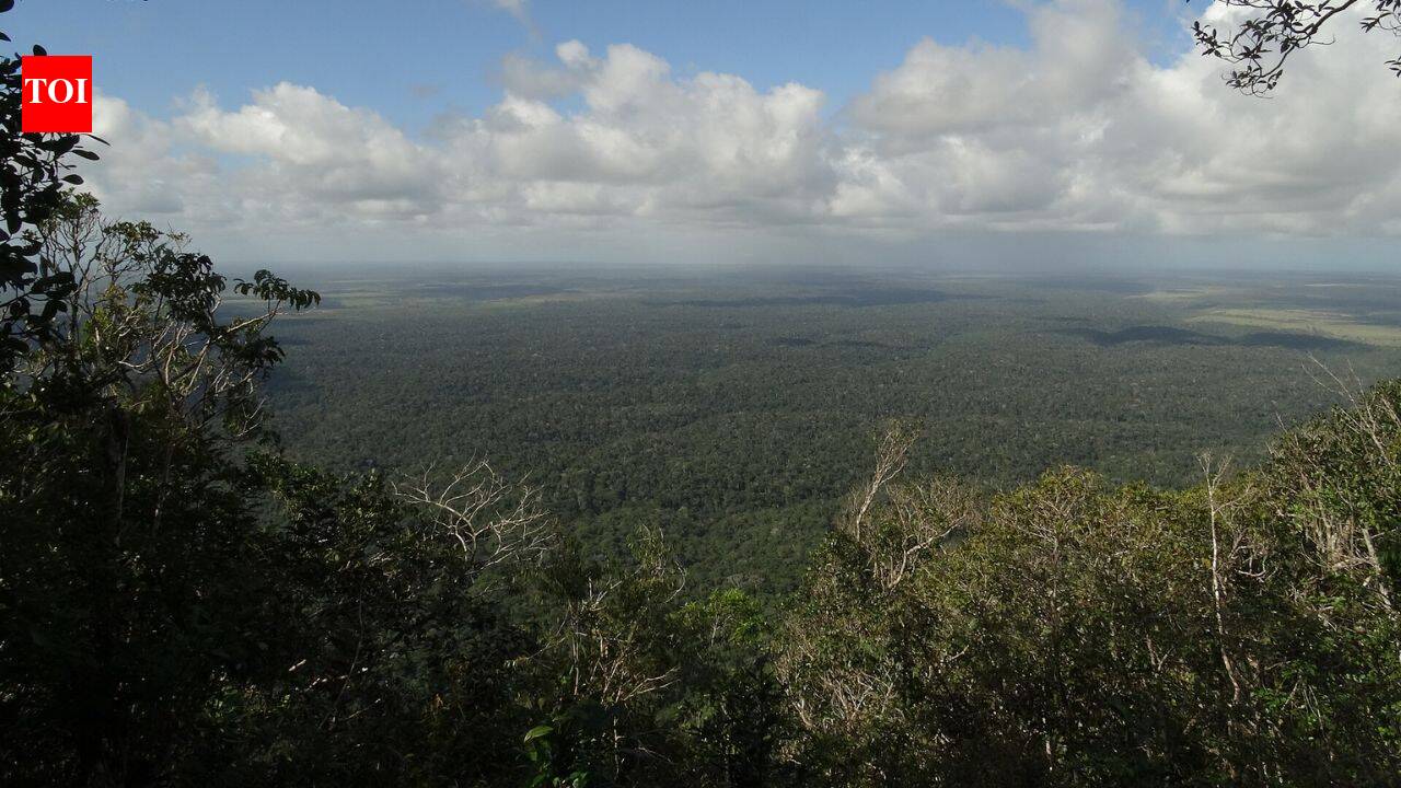 Brazil restored cattle land with native trees; tapirs returned after 100 years
