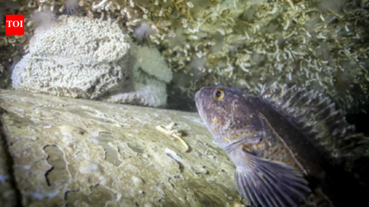 Canada sank a retired warship; 5 years later, 170 marine species lived on it
