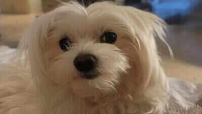 Two days after an Abu Dhabi family moved homes, their Maltese dog named Jiku disappeared; nine weeks later, a Dh15,000 (₹3.87 lakh) reward and almost-daily searches have still not brought him home