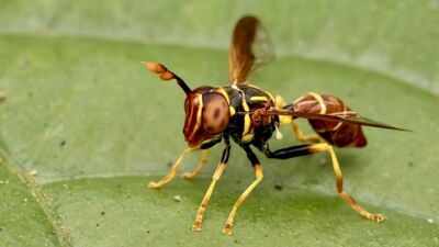 Meet Franklin Howley-Dumit Serulle, the amateur naturalist whose online insect photo helped reveal a new hoverfly species