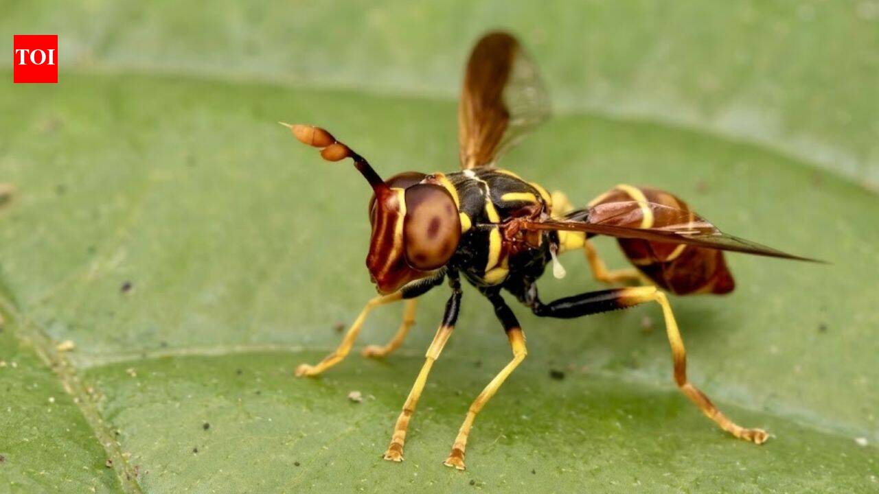Meet Franklin Howley-Dumit Serulle, whose online insect photo helped reveal a new hoverfly
